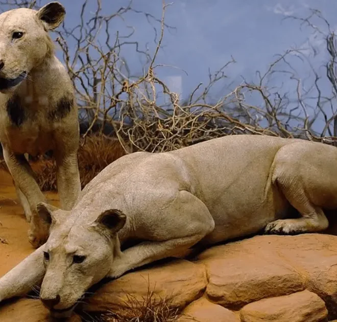 Os Leões de Tsavo: A história real dos devoradores de homens